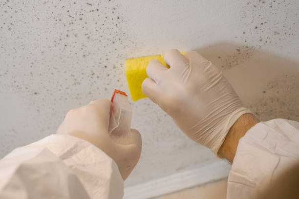Kearny, AZ Mold Removal Company