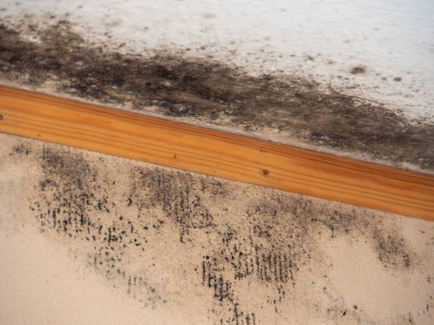 Dehumidification Services in Kearny, AZ