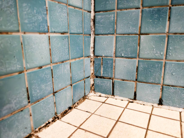 Best Mold Odor Removal Services  in Kearny, AZ
