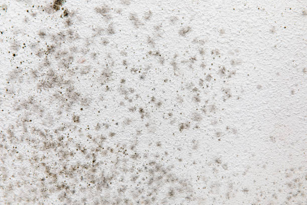 Best HVAC Mold Inspection and Cleaning  in Kearny, AZ