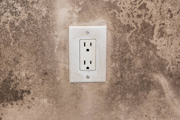 Best Attic Mold Removal  in Kearny, AZ