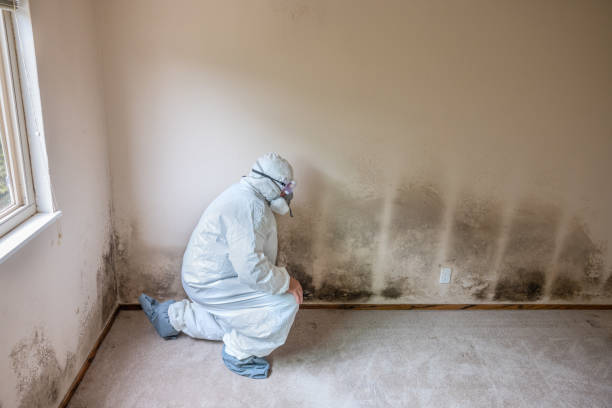 Best Crawl Space Mold Remediation  in Kearny, AZ