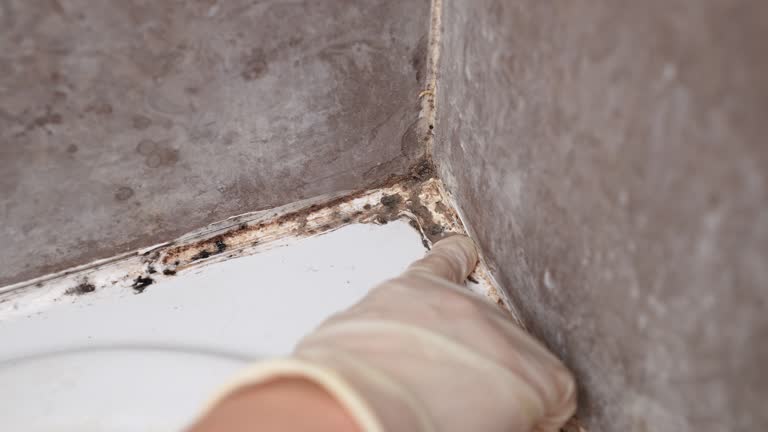 Best Black Mold Removal  in Kearny, AZ