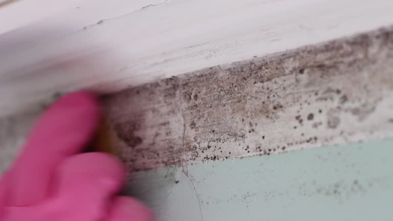  Kearny, AZ Mold Removal Pros